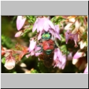 Hedychrum nobile - Sand-Goldwespe w01c - Sandgrube Niedringhaussee-det.jpg